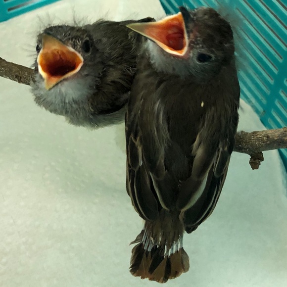 Meet your Posher, Michelle 🦇🐢🦨🦝🐿🦡🦔🐀 - Picture 8 of 16